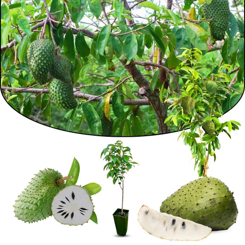 Soursop Tree Live Plant 6-10 Inch Tall, Half Gallon Pot, Annona Muricata Soursop Plant Live, Tropical Soursop Fruit Tree, Well-Rooted