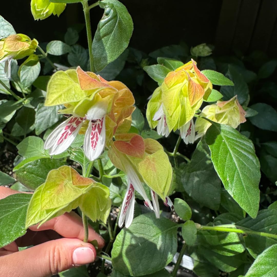 2 Mixes Shrimp Plants Live, Red and Yellow Flower Starter Plug Seedlings Justica Brandegeana Tree Bush, 4-7 Inches Tall