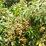 Sweet Longan Plant Live, 7-10 Inches, Longan Tropical Fruit Tree Well Rooted, Outdoor and Container Growing