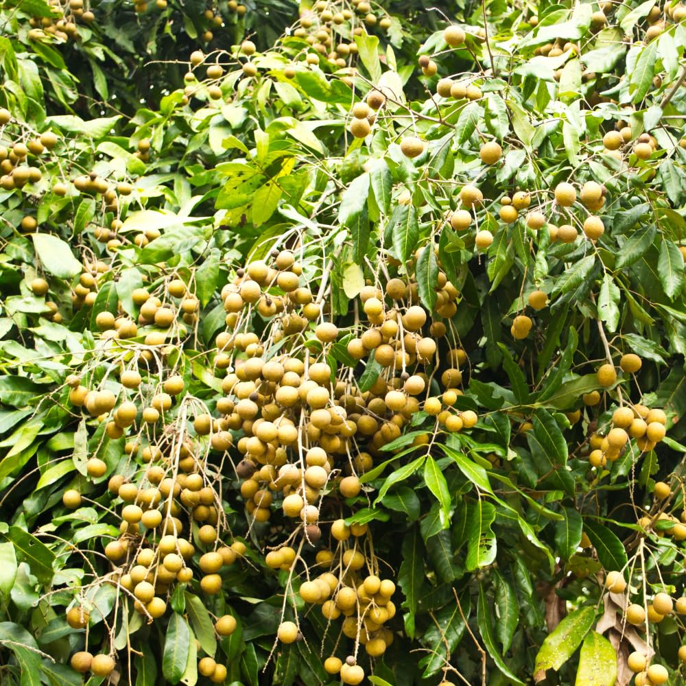 Sweet Longan Plant Live, 7-10 Inches, Longan Tropical Fruit Tree Well Rooted, Outdoor and Container Growing