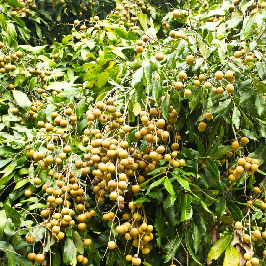 Sweet Longan Plant Live, 7-10 Inches, Longan Tropical Fruit Tree Well Rooted, Outdoor and Container Growing