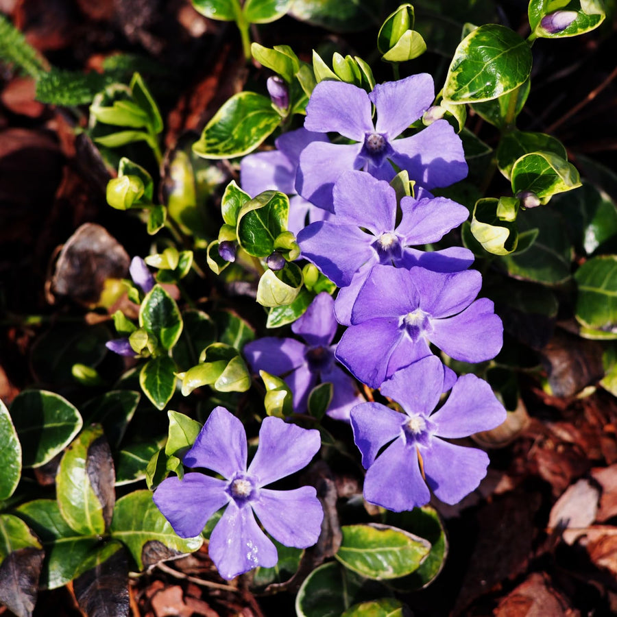 Pack 3 Vinca Minor Plants 4'' Pots, Purple Periwinkle Ground Cover Plants, Trailing Vines for Garden Borders and Landscape