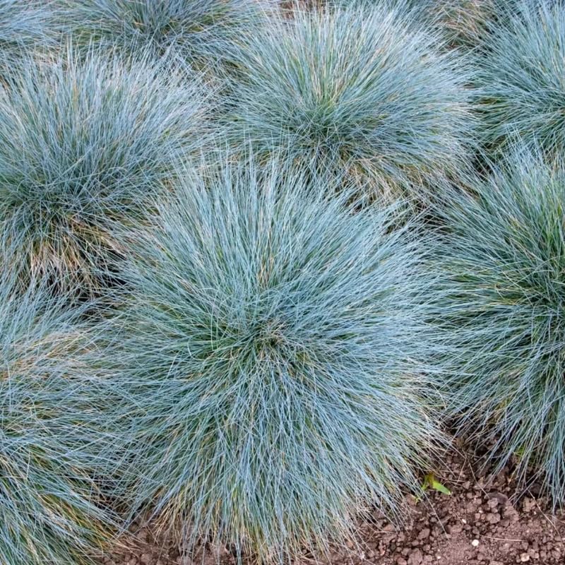 Festuca Blue Fescue Ornamental Grasses Live Plants Perennial, 5-8" Tall, Live Grass Plant for Planting