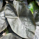 3 Colocasia Plants Live, Elephant Ear Caladium Esculenta Plants, 5 to 8 Inc Tall (Coral Black)