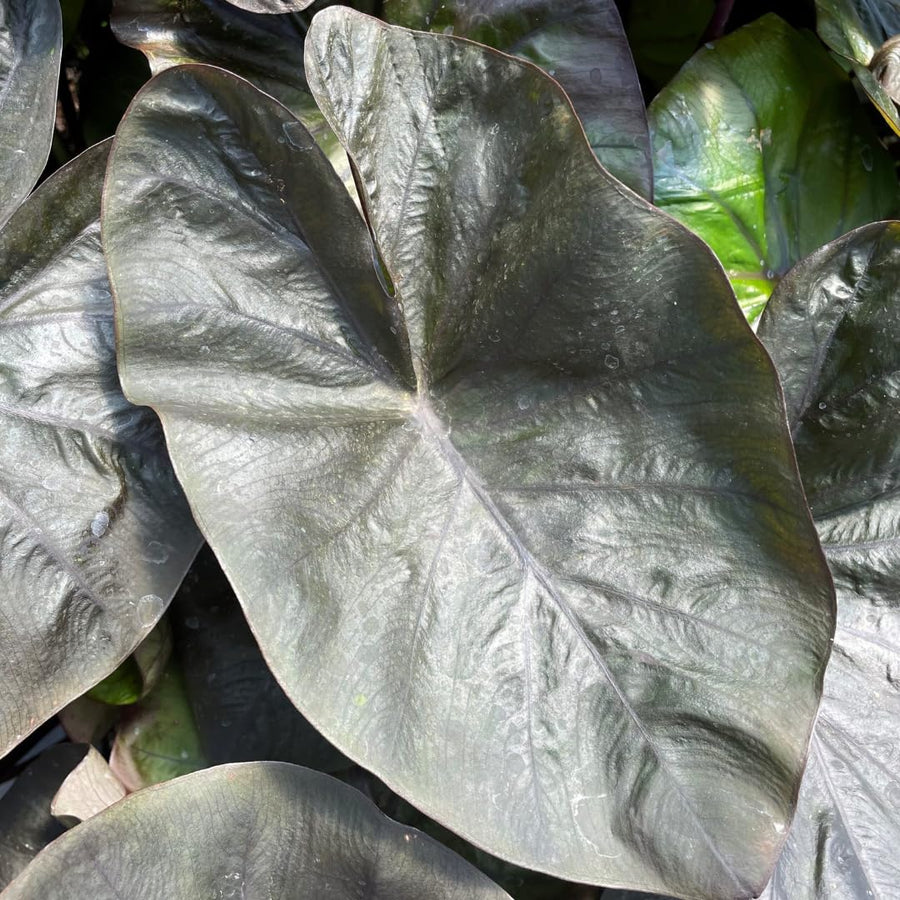 3 Colocasia Plants Live, Elephant Ear Caladium Esculenta Plants, 5 to 8 Inc Tall (Coral Black)