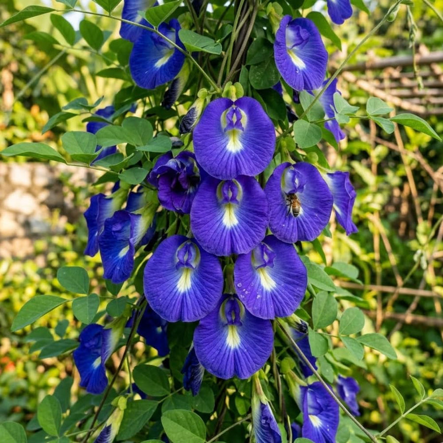 Set of 50 Butterfly Pea Seeds, Butterfly Pea Flower Seeds, Blue Flower for Planting