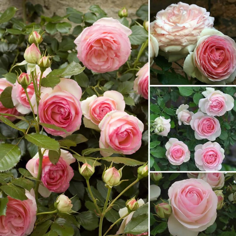 Pink Rose Live Plant, Climbing Rose Plant Live, Pink Climber Plant for Planting, No Leaf, Trim Back, Well Rooted, Bare Root