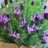 Purple Lavender Plant Live, Lavender Live Plant, Annual Flower Herbs Plant, Ready to Grow, 5 to 7 Inc Tall