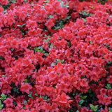 Live Red Azalea Plant, Cold Hardy Azalea Plant, Reblooming Flowering Azalea Shrub, Rhododendron Like, Azalea Bush for Outdoor Gardening