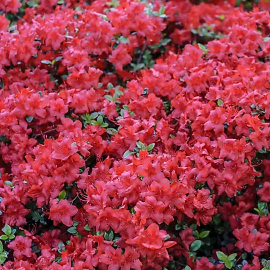 Live Red Azalea Plant, Cold Hardy Azalea Plant, Reblooming Flowering Azalea Shrub, Rhododendron Like, Azalea Bush for Outdoor Gardening