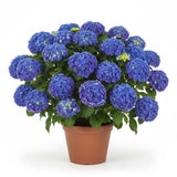 Blue Hydrangea Live Plant, 2.5 Inch Pot Hydrangea Plant - Change Bloom Colors, Perennial and Hardy Blooming Shrub for Garden, Patio and Landscape