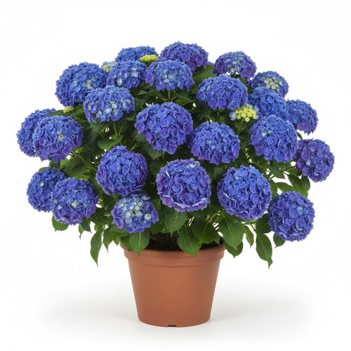 Blue Hydrangea Live Plant, 2.5 Inch Pot Hydrangea Plant - Change Bloom Colors, Perennial and Hardy Blooming Shrub for Garden, Patio and Landscape