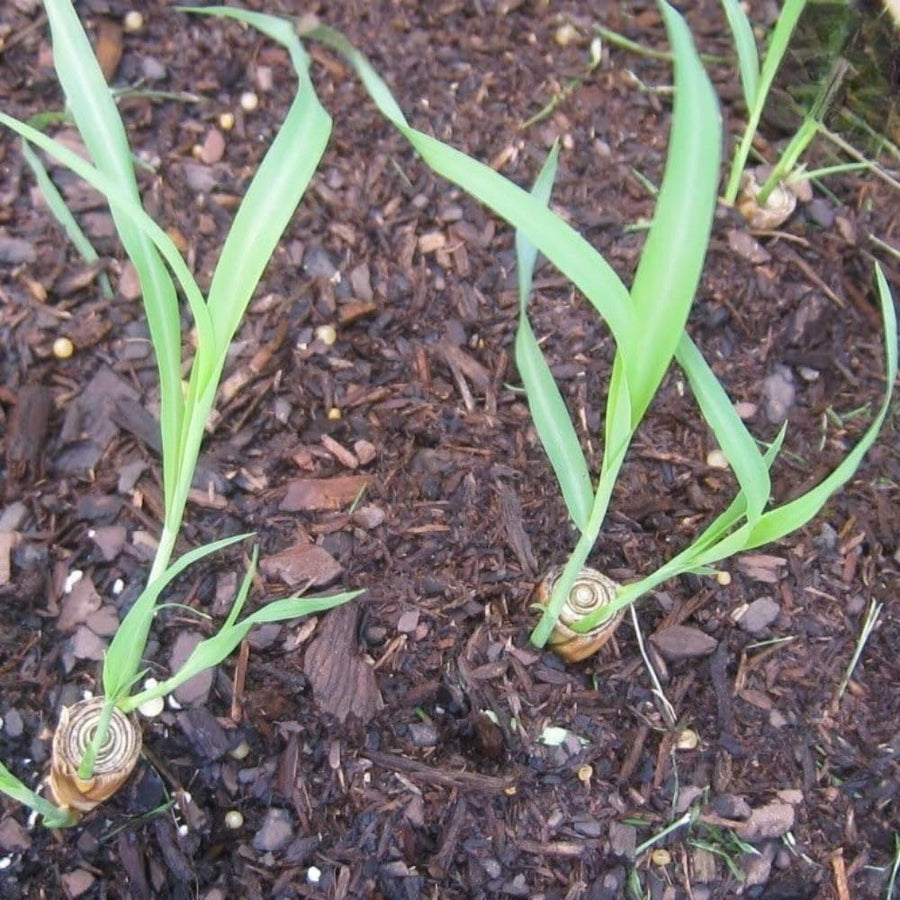 400 Lemongrass Herb Seeds, Culinary Lemongrass Herb Seeds for Home Garden, Patio Pots and Containers