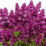 Pink Lilac Bush Live Tree Plant, 1 Year Old Tree for Planting, 6 to 12 Inches in Tall, Hardy Shrub, Dormant in Winter
