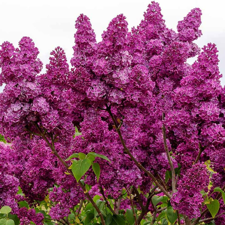 Pink Lilac Bush Live Tree Plant, 1 Year Old Tree for Planting, 6 to 12 Inches in Tall, Hardy Shrub, Dormant in Winter