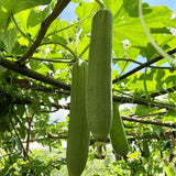 Luffa Sponge Gourd Seeds 70 Count, Loofah Seeds for Planting, Fresh Vegetable Garden Growing Seed
