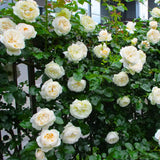 White Climbing Roses Live Plants 7 Months Old, Rose Bushes Ready to Plant 5-9" Tall, Very Fragrant, Can Grow As Climber or Bush Tree or Trellises, Walls, Fences