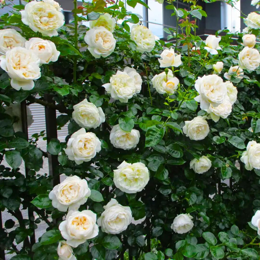 White Climbing Roses Live Plants 7 Months Old, Rose Bushes Ready to Plant 5-9" Tall, Very Fragrant, Can Grow As Climber or Bush Tree or Trellises, Walls, Fences