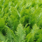 20 Lady Ferns Bare Roots, Fern Live Plants, Live Fern Plants, Fern Plant Live for Garden Indoor Outdoor