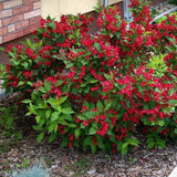 Red Weigela Plant in Quart Pot, Weigela Live Plant, Live Shrub for Outdoor Garden, Spring Blooming Flower Bush