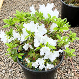 White Azalea Plant Live, 10 Inches Tall, Hardy Flowering Shrub for Outdoor Planting and Landscaping