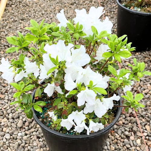 White Azalea Plant Live, 10 Inches Tall, Hardy Flowering Shrub for Outdoor Planting and Landscaping