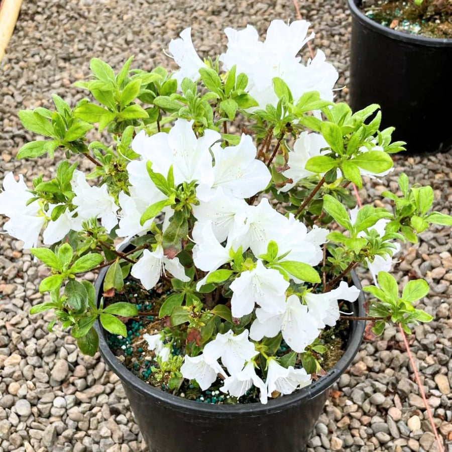 White Azalea Plant Live, 10 Inches Tall, Hardy Flowering Shrub for Outdoor Planting and Landscaping