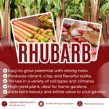 5 Rhubarb Roots for Planting, Crown Rhubarb Rhizomes Perennial Vegetable Plants, Cold Hardy Garden for Outdoor Growing