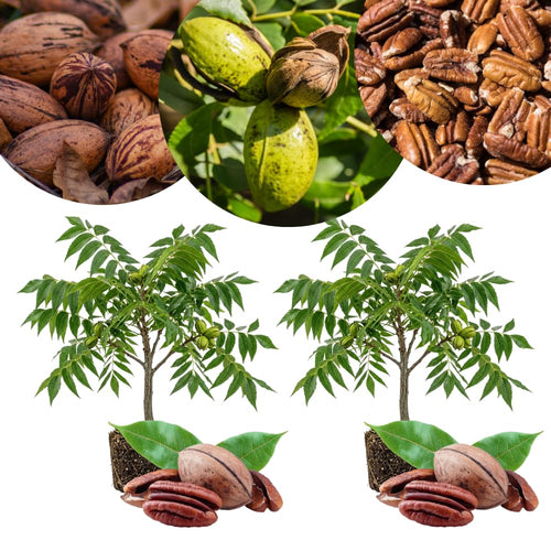 Live Pecan Tree for Planting, Hardy Pecan Seedlings, 8-10 Inches Tall, Ready to Plant Outdoor Garden