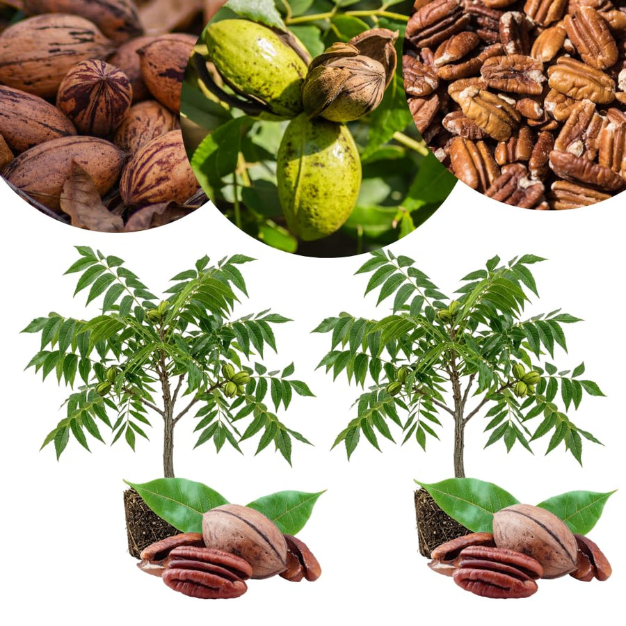 Live Pecan Tree for Planting, Hardy Pecan Seedlings, 8-10 Inches Tall, Ready to Plant Outdoor Garden