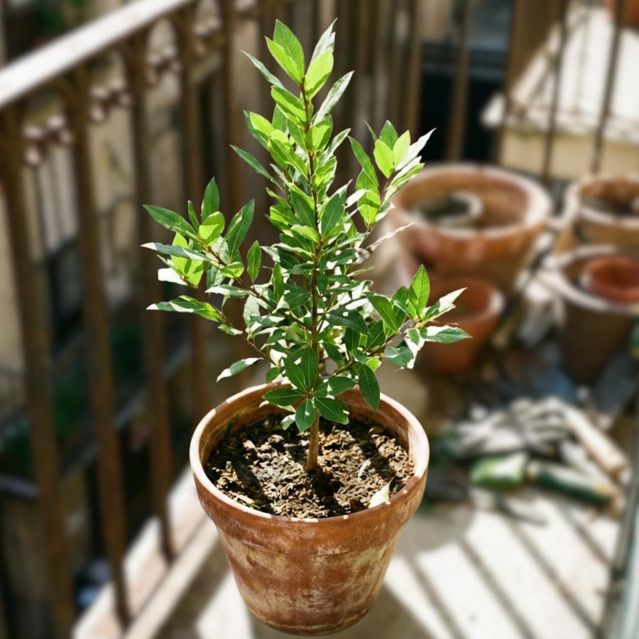 Starter Bay Leaf Tree Live Plant, Sweet Bay Live Plant, Laurus Nobilis Plant, 4 to 8 Inc Tall, No Pot