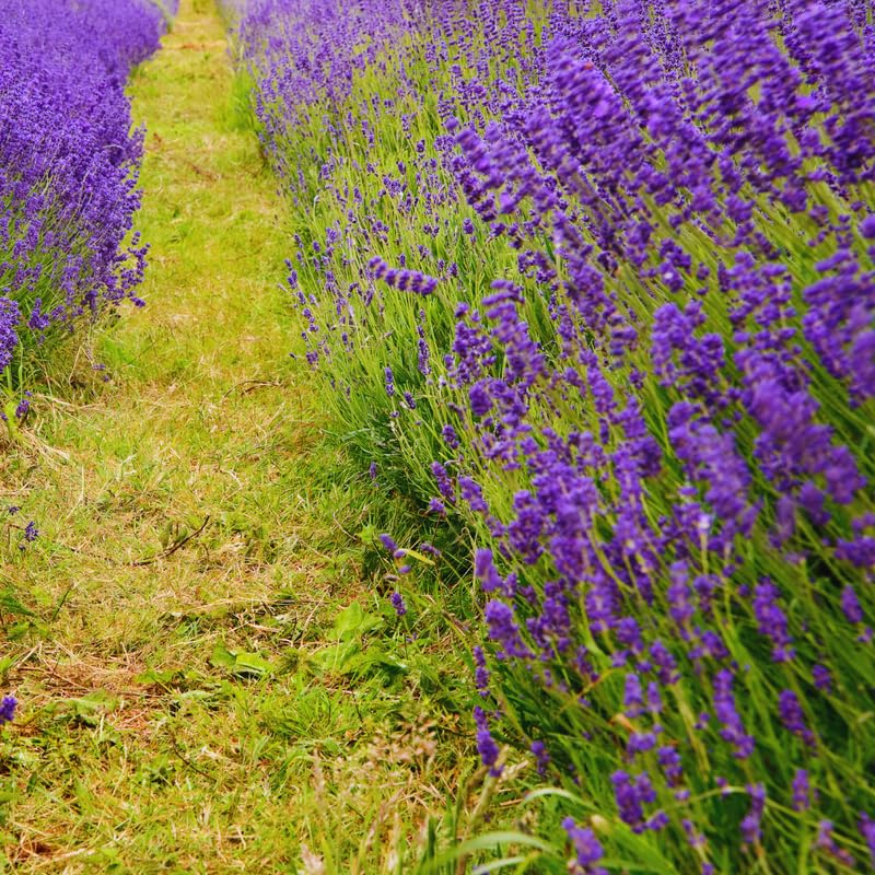 2 Lavender Plants Live Outdoor, Live Lavender Plant, 3 Inches Pot, Fragrant Perennial Herb Gardening Outdoor Indoor
