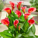 3 Red Calla Lily Bulbs for Outdoor Planting, Ornamental Flowers for Patio Pots, Landscape Borders and Garden, Flower Bulbs for Growing