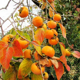 American Persimmon Trees Live Plants, Seedlings 8 to 12 Inc Tall, Sweet Persimmon Fruit Tree for Outdoor Planting, Dormant in Winter