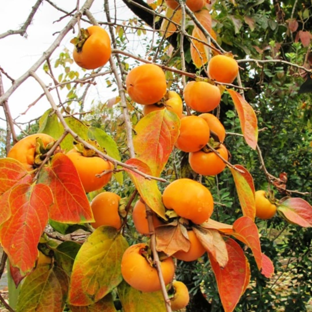 American Persimmon Trees Live Plants, Seedlings 8 to 12 Inc Tall, Sweet Persimmon Fruit Tree for Outdoor Planting, Dormant in Winter
