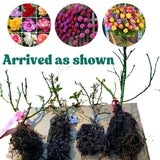 Multi-Colors Climbing Roses Live Plants 7 Months Old, Rose Bushes Ready to Plant 5-9" Tall, Very Fragrant, Can Grow As Climber or Bush Tree or Trellises, Walls, Fences