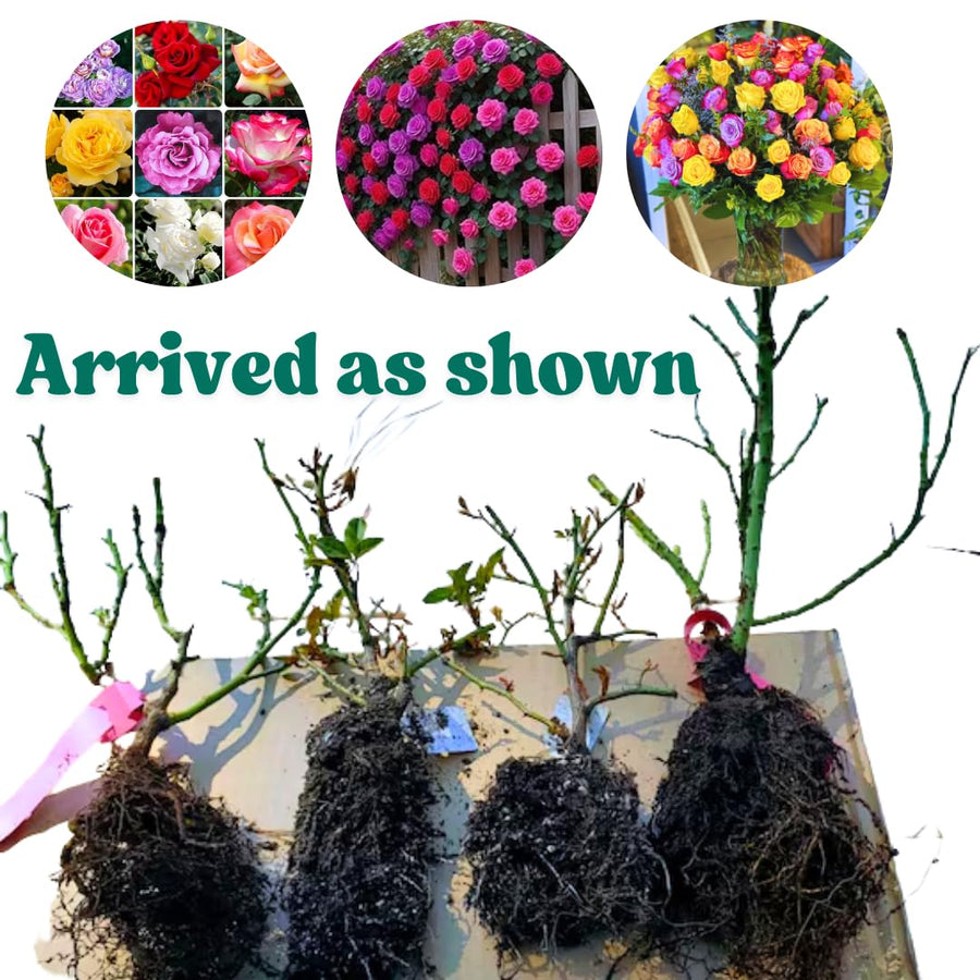 Multi-Colors Climbing Roses Live Plants 7 Months Old, Rose Bushes Ready to Plant 5-9" Tall, Very Fragrant, Can Grow As Climber or Bush Tree or Trellises, Walls, Fences