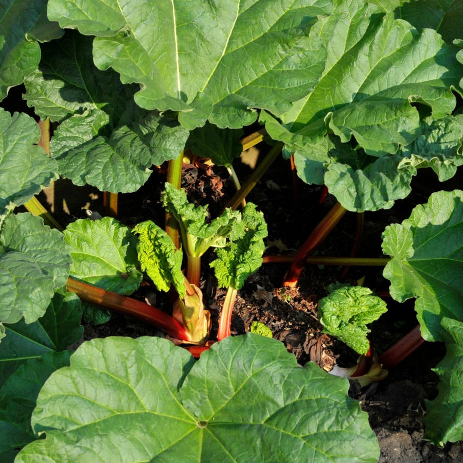 Set 5 Rhubarb Plants Roots for Planting, Rhubarb Root Plant, Perennial Vegetable Plants