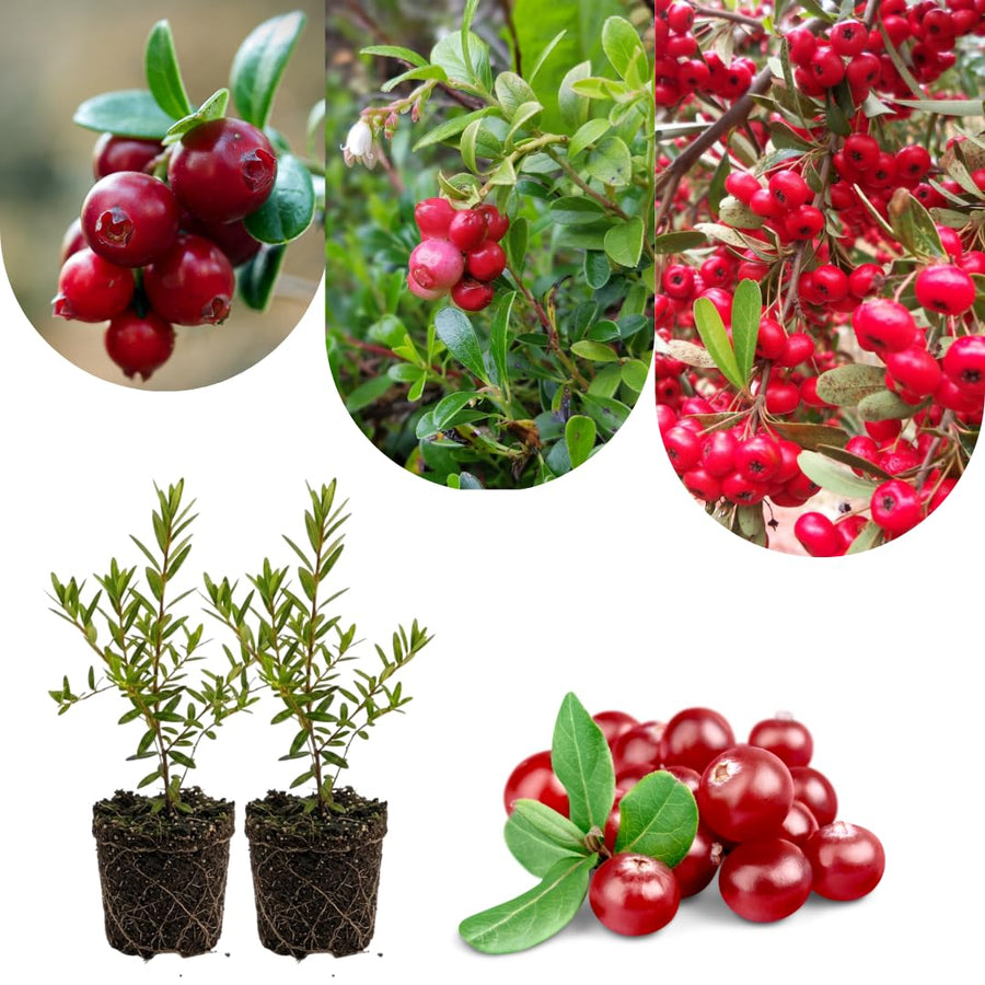 Set of 2 Live Cranberry Plants, 3 to 5 Inches Tall, Sweet Berry Seedlings for Containers, Raised Beds, and Gardens