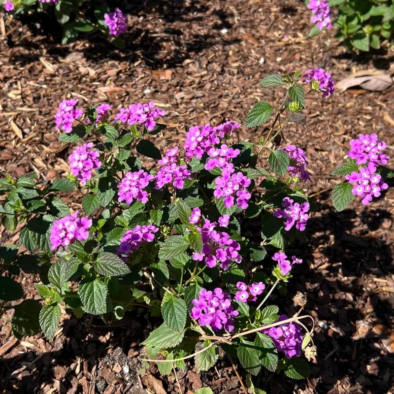 Pack 2 Lantana Live Plants, Trailing Lantana Flowering Plants 4-8 Inches, Ready to Plant Outdoor