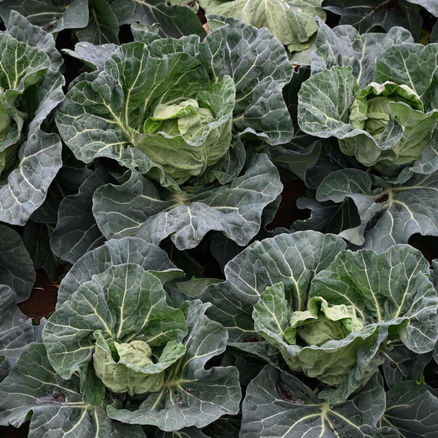 1000 Cabbage Seeds for Planting, Green Cabbage Seeds, Vegetable for Containers, Ready to Grow