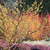 Witch Hazel Live Plant, Witchhazel Tree Plant Live 12-16 Inch Tall, Yellow Flower for Outdoor Landscaping and Garden, Dormant in Winter
