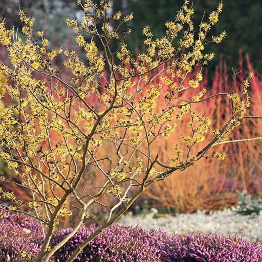 Witch Hazel Live Plant, Witchhazel Tree Plant Live 12-16 Inch Tall, Yellow Flower for Outdoor Landscaping and Garden, Dormant in Winter