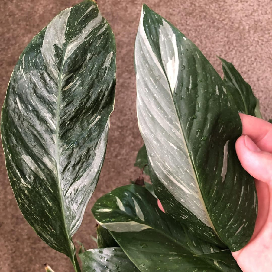 Peace Lily Plant Indoor Live, Well Rooted Peace Lily House Plant, White Flower, Plant Peace Lily Houseplant (Variegated)