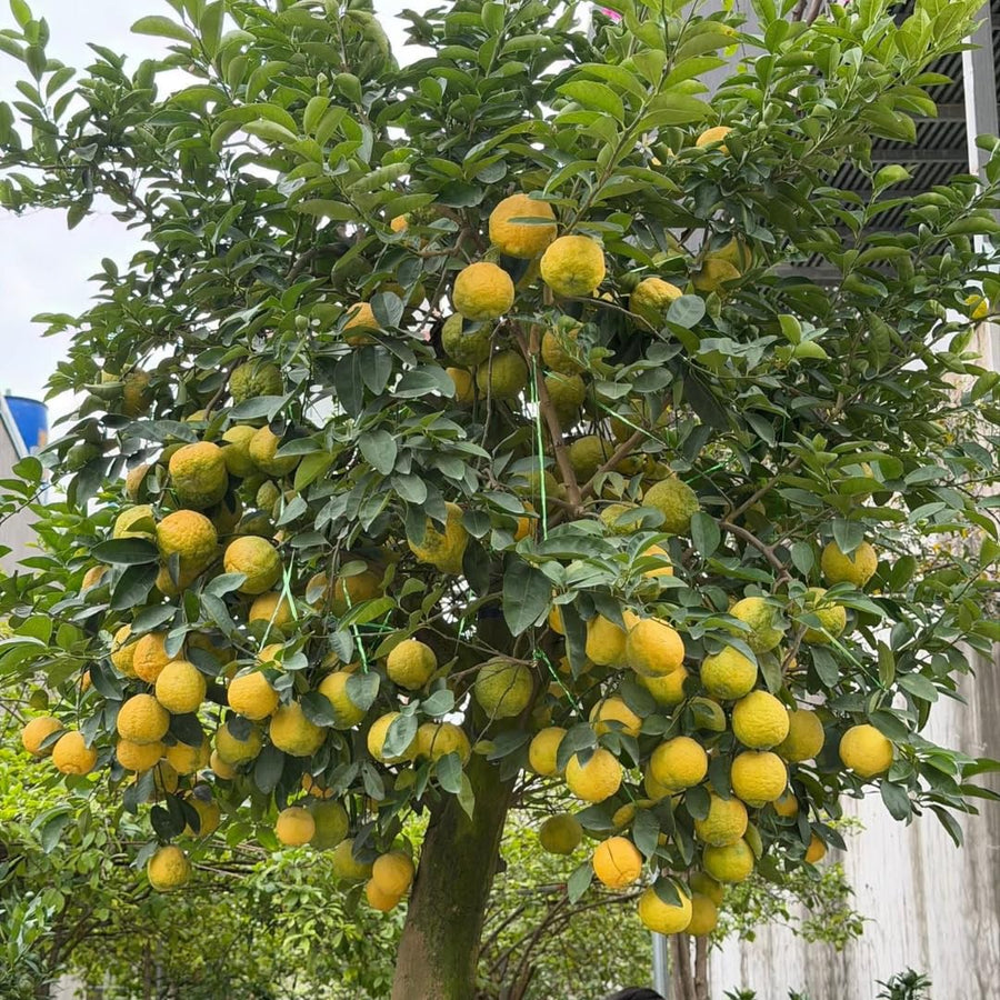 3 Years Old White Pomelo Grapefruit Tree Live Plant, High Yield, 3 Feet Tall Grafted Citrus Tree, Big White Pumelo Fruit for Zones 9-11