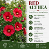 Red Rose of Sharon Plant Live, Rose of Sharon Plant, Quart Pot, 6-10 Inches Tall, Vibrant Bloom, Red Althea for Indoor Outdoor Growing