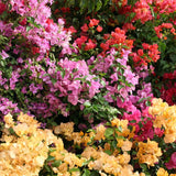 2 Bougainvillea Plants Live, Perennial Bougainvillea Flowers Vine, Outdoor Garden Planting 5-9 Inches