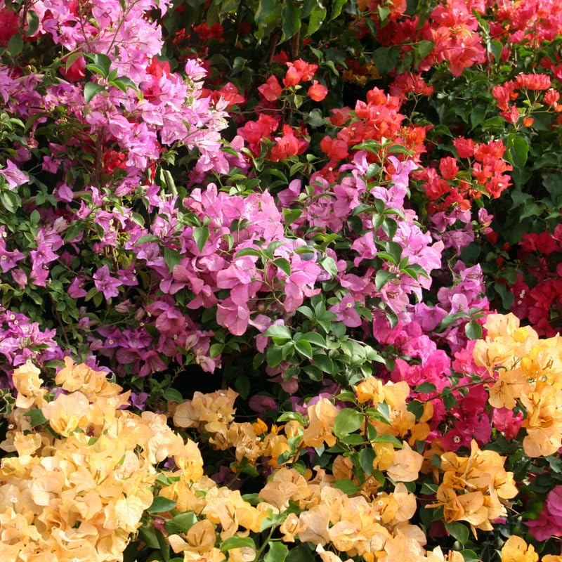 2 Bougainvillea Plants Live, Perennial Bougainvillea Flowers Vine, Outdoor Garden Planting 5-9 Inches