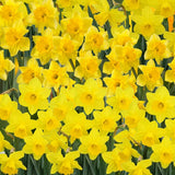 Set 30 Daffodil Bulls for Planting, Top Size Narcissus Flower Bulbs, Perennial Spring Flowers, Cold Hardy, Ideal for Gardens, Pots and Landscaping (Bright Yellow)