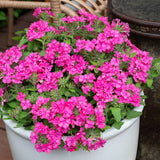 Perennial Pink Verbena Plants Live, Sets 6 Plants Verbena for Planting, No Pot, Size 5-9 Inc Tall, Spring Plants Verbena for Trailing Basket, No Pot